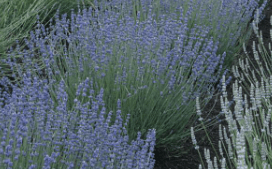 The Allure of Lavender: More Than Just a Color