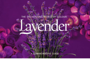 colour:cckmvfcmc3m= lavender History, Symbolism, and Modern Applications