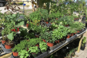 The Benefits Of Plant Nurseries Webfreen.Com